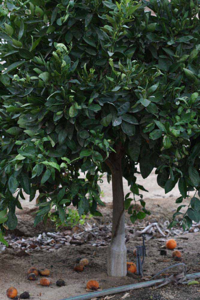            Habit (Riverside, CA)   